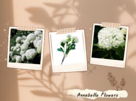 Annabelle Flowers