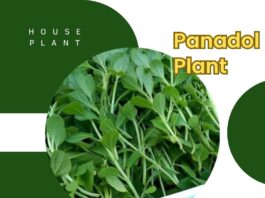 Panadol Plant
