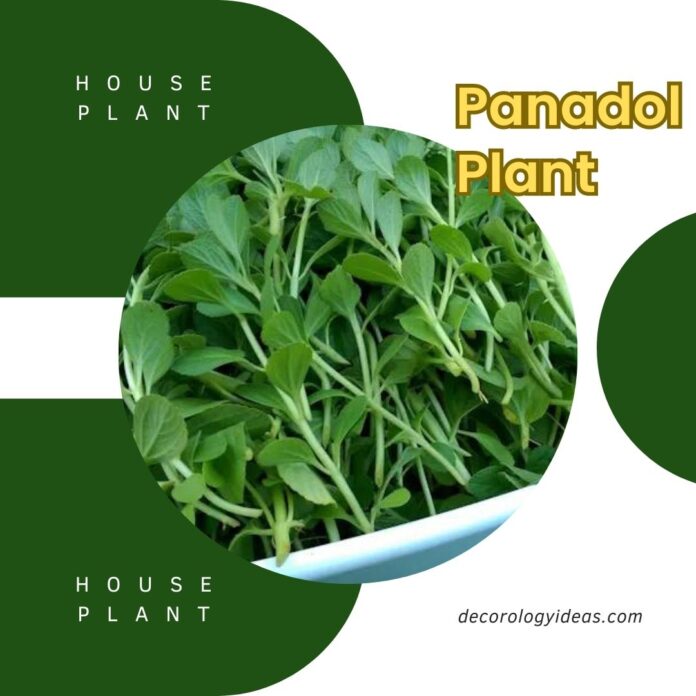 Panadol Plant